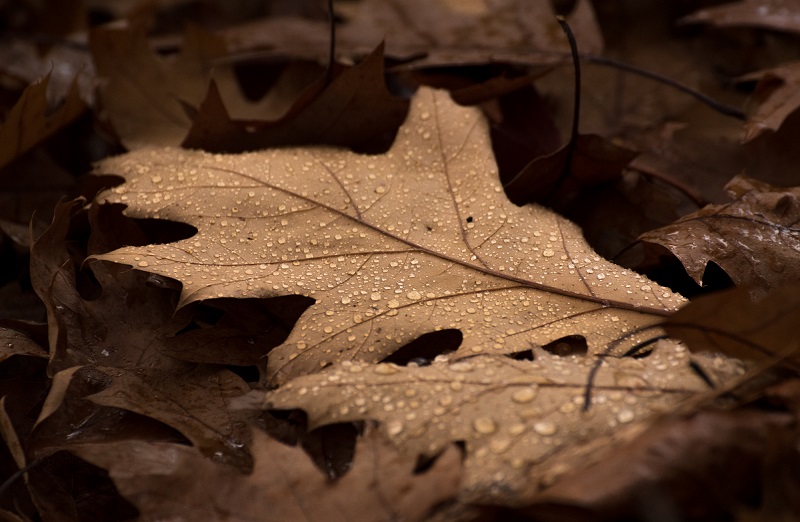 Autumn Leaves-3.JPG